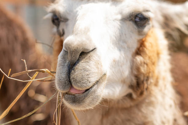 istock Closeup of a muzzle of light and brown llama. 1326759796