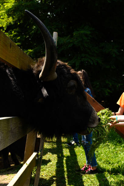 istock Children are fed green fresh grass by Scottish cows. 1326760001