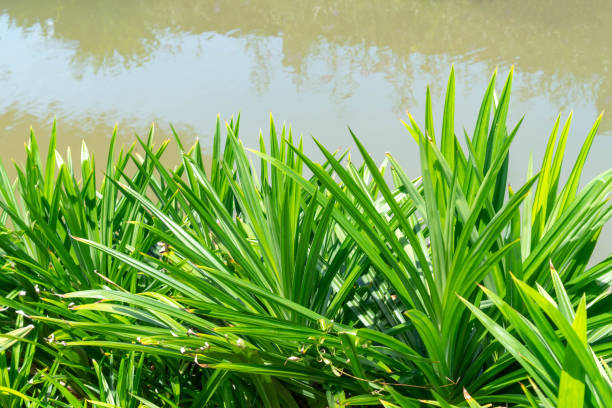 fragrant Pandan trees leaf beside the pond - green natural plant background