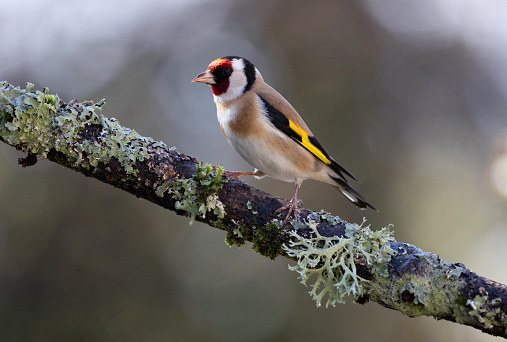 An image of a Goldfinch perched on a tree branch in woodland
