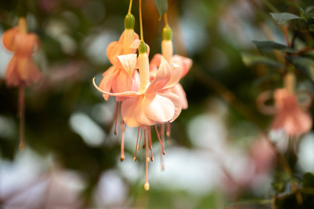 Several hanging Fuchsia hybrida buds