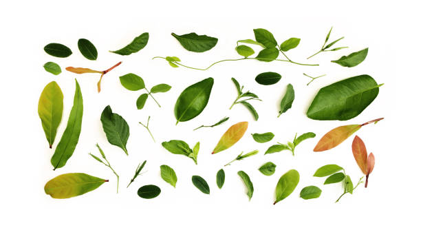 istock Various Isolated Leaf Lay on White background. Design for Decoration. Top View 1326761110