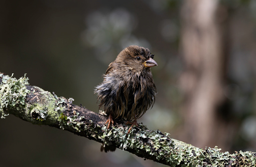 A humorous image of a House Sparrow with soaking wet feathers in the rain.