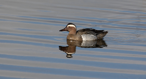 A Garganey on a flat calm lake with reflection
