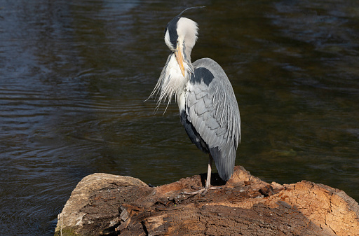 A Grey Heron standing on a tree trunk in sunlight
