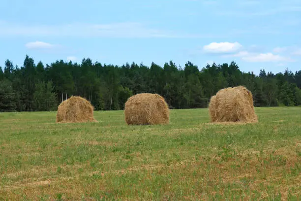 three round rolls of dried straw in the field against the background of the forest