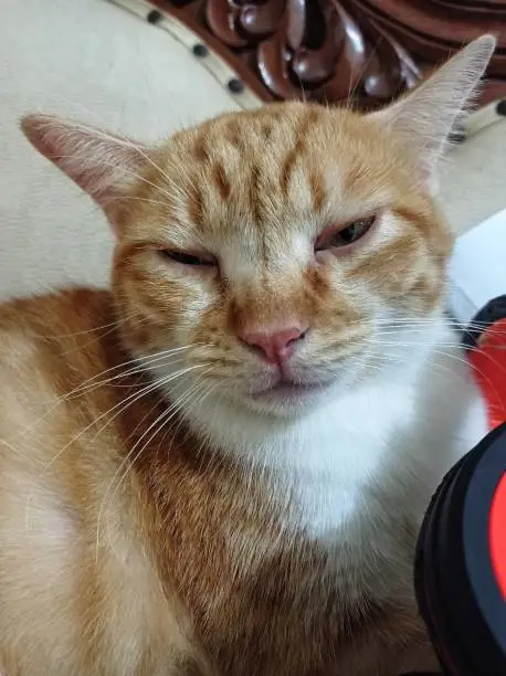 Photo of Indonesian domestic cat is orange and white