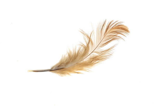 istock black and brown feathers of a rooster on a white isolated background 1326762276