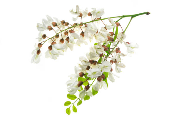 istock white acacia flowers on white isolated background 1326762291