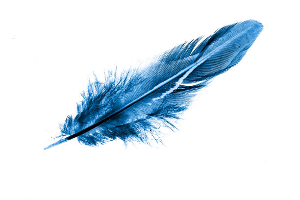 istock blue feather bird on a white isolated background 1326762346