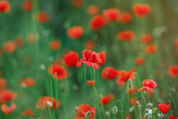 istock Wild red poppies in a field 1326764738