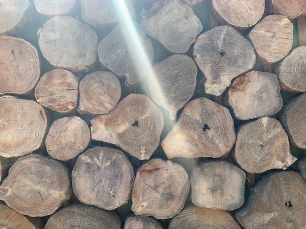 Wood logs in a big pile. background