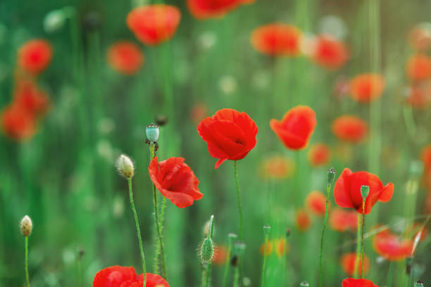 istock Wild red poppies in a close-up field 1326765620
