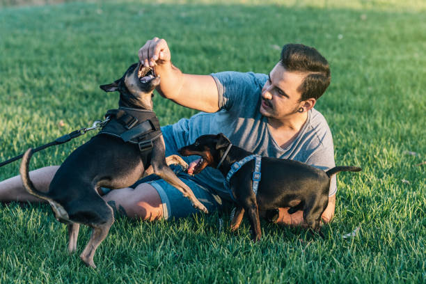 istock Man lying on the grass playing with his two dogs in the park 1326766639
