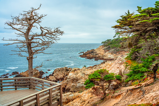 A picturesque view of a lonely cypress tree in a park on the coast in Monterey.