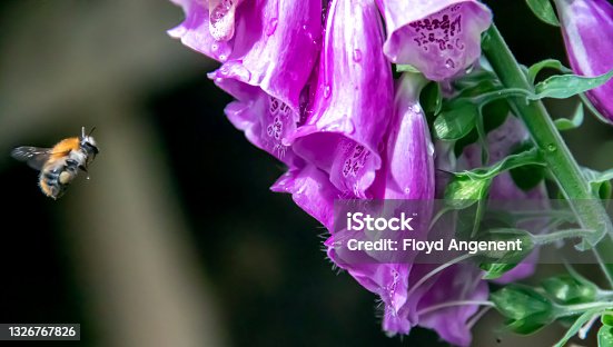 istock Bee flying next to flower 1326767826
