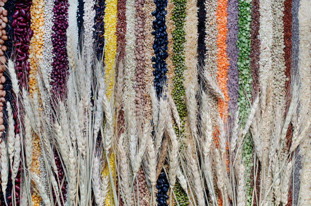 Dry organic wheat ear on natural cereal and grain seed stripe background. Concept of agricultural product or food raw material production