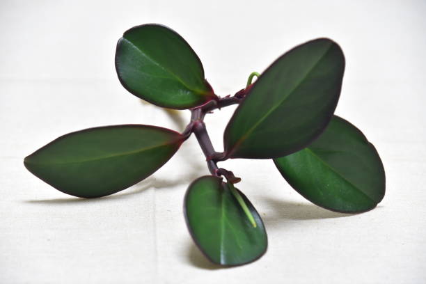 istock ornamental green plant philia pepe 1326769515