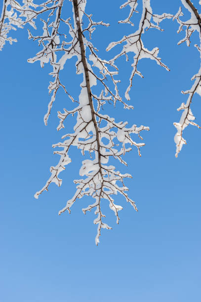 istock hanging branches of the trees are covered with fresh snow 1326770252
