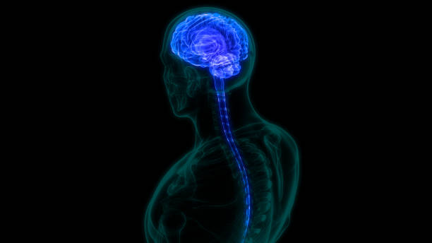 인간 신경계 뇌 해부학의 중앙 기관 - parietal lobe 뉴스 사진 이미지