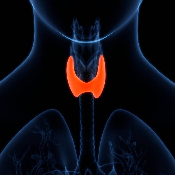 istock Human Body Glands Thyroid Gland Anatomy 1326771570