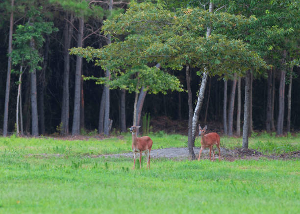 istock Whitetail buck and doe in North Carolina 1326771629