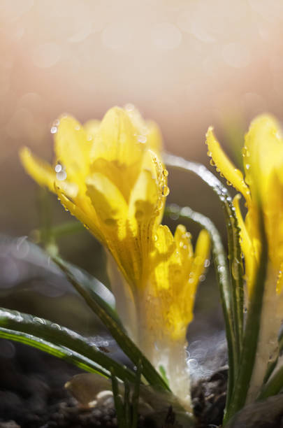 istock Spring yellow crocus in water drops on a defocused background, macro 1326774164