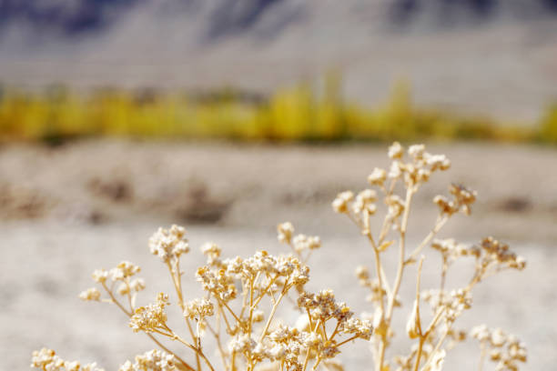 Selective focus Dry Grass Flowers  with Blurred mountain background at Leh Ladakh , India