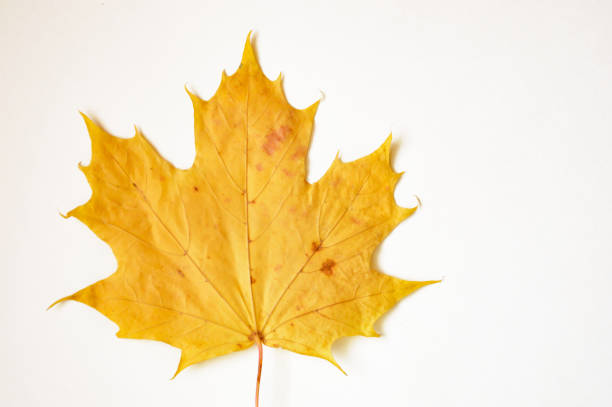 liść klonu ze smugami. jesień żółty suchy liść drzewa na białym tle. - maple tree tree autumn red zdjęcia i obrazy z banku zdjęć