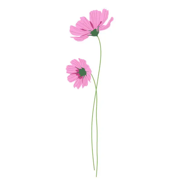 Vector illustration of Two pink cosmos flowers with long stems, summer bouquet of flowers. Hand-drawn vector, flat style. Beautiful nature art flora. Spring and summer flowering. Elegant decor for garden, weddings.