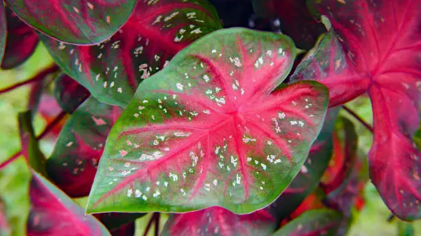 Close-up of the white spotted red and green leaves on a caladium heart of jesus houseplant