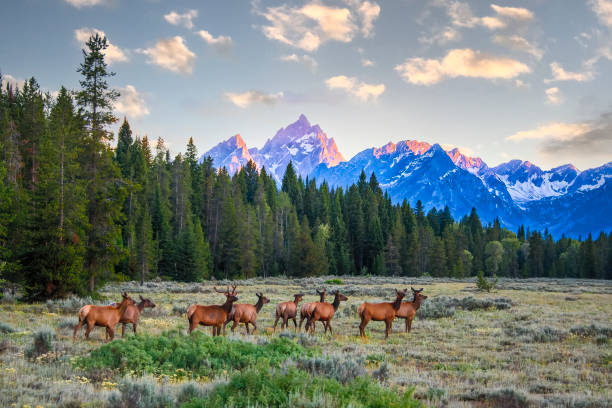 Elk Herd in the Meadow Elk Herd in the Meadow, Jackson Hole, Wyoming. A male stag elk is seen with his harem walking through a meadow at sunset. jackson hole photos stock pictures, royalty-free photos & images