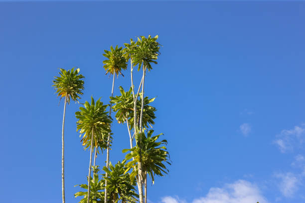 istock The green leaf on the blue sky 1326782156