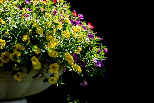 Portulaca grandiflora flowers  for natural background