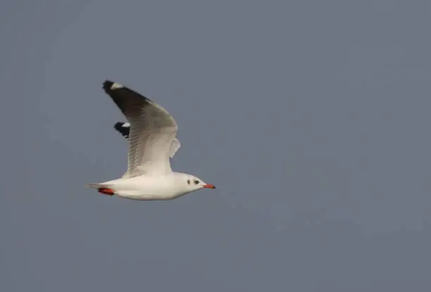 Brown-headed Gull (Larus brunnicephalus) winter plumage adult in flight"n"nThailand                  February