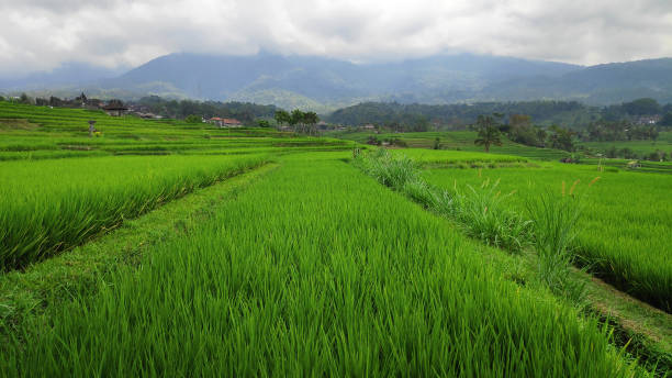 istock Jatiluwih rice terrace 1326783120