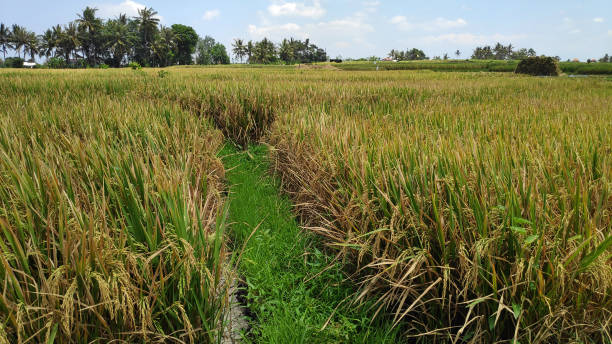 istock Rice paddy field in harverting season in Bali, Indonesia 1326783204