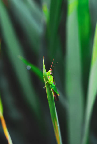 istock Beautiful grasshopper on the grass on a blurred background. Grasshopper macro view. Grasshopper profile. 1326783543
