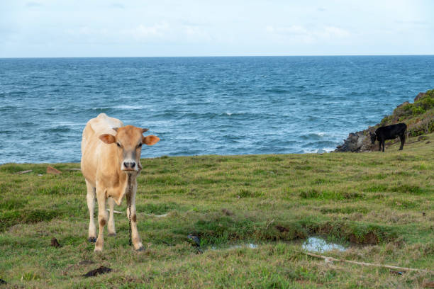 istock Cow at Pasture by the Sea 1326784190