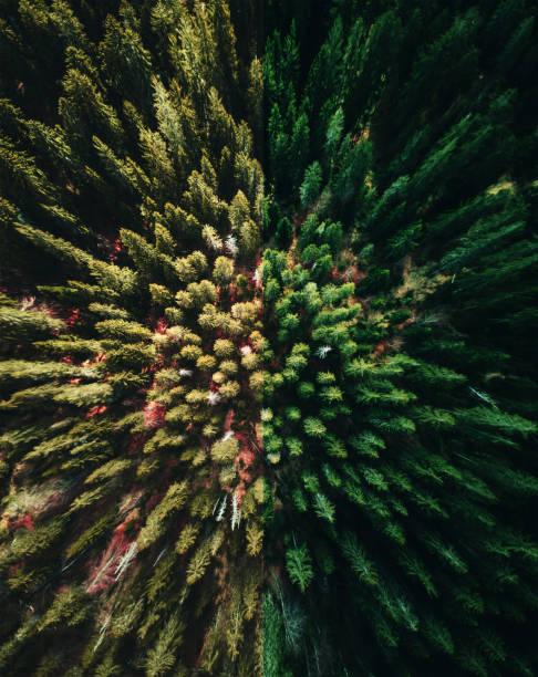 istock summer forest aerial view in switzerland 1326785434