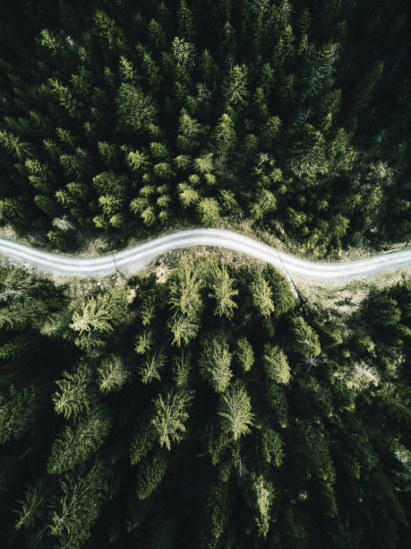 istock summer forest aerial view in switzerland 1326785563