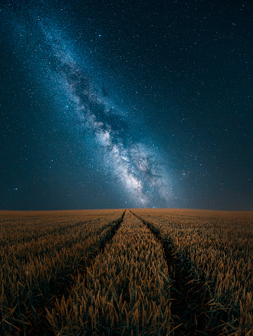 Wheat under starry sky. Dreamlike night scene. Organic Farm on a summer night.