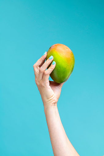 Exotic fruit on blue background. Hand with bright blue manicure holding ripe mango fruit, empty space for text.