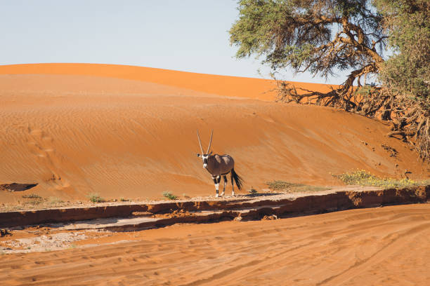 istock Oryx walking between the sand dunes during sunrise at Sossuvlei, Namibia 1326786665