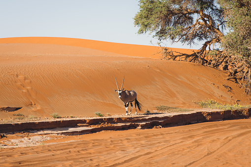 Camel standing in the sand dunes, Sahara Desert