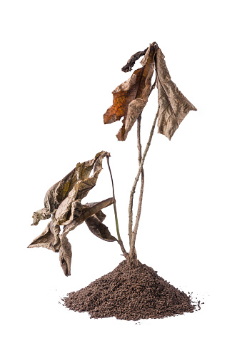 dried dead tree plant with soil, isolated on white background