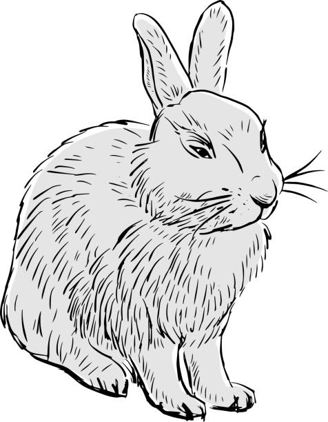 Freehand drawing of fluffy cute grey rabbit Freehand drawing of fluffy cute grey rabbit. bunny ear stock illustrations
