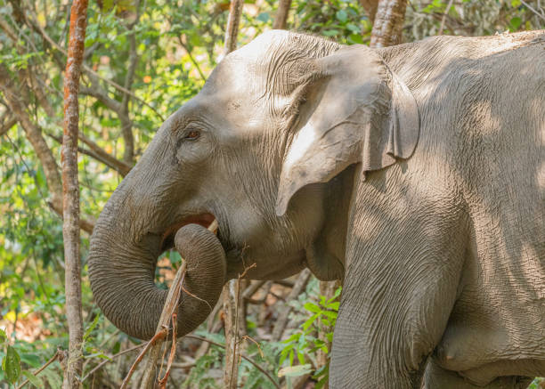 istock Asian Elephant on the hill 1326790709
