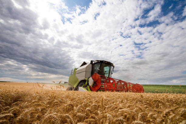 istock Harvesting of wheat field in summer 1326790734
