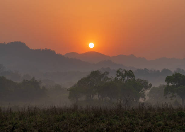 asian elephants in savannah - jim corbett national park 個照片及圖片檔